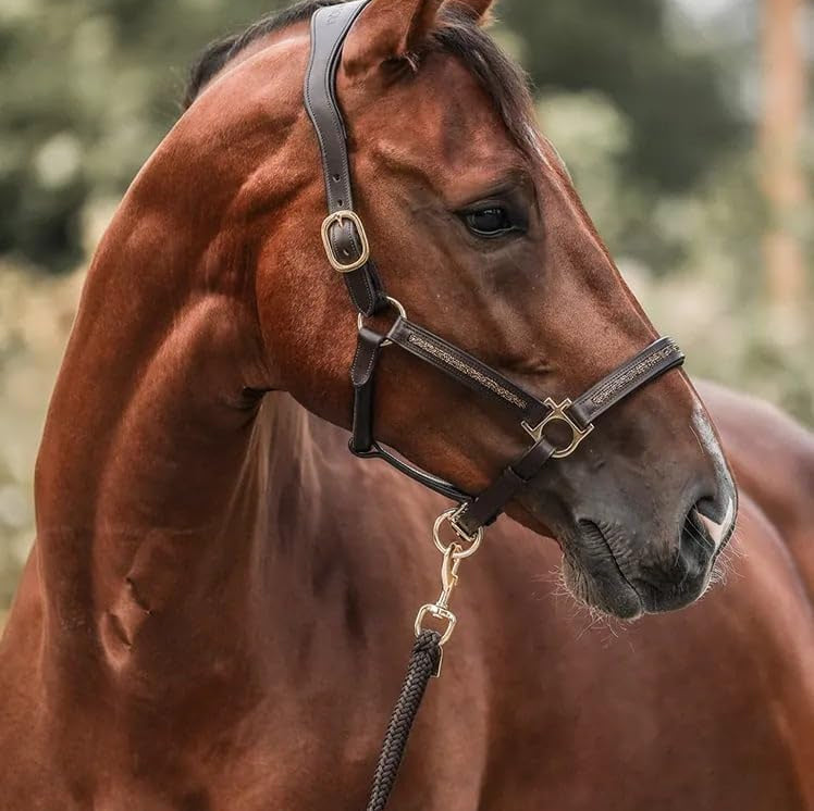 PonyPleasure™– Julens nedtælling for ægte hesteelskere
