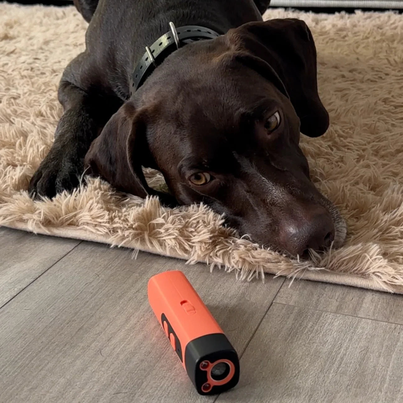 CalmPaw™| Stop hundens skælden med ét klik